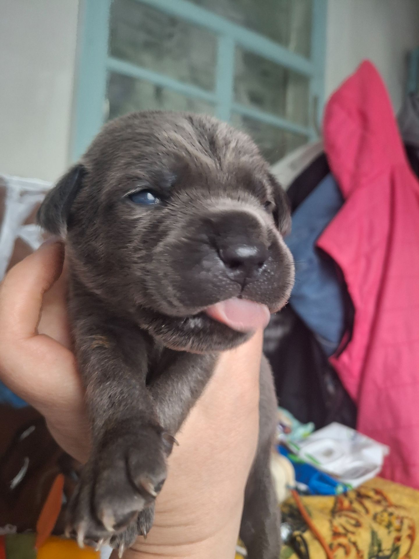 Щенки Кане Корсо