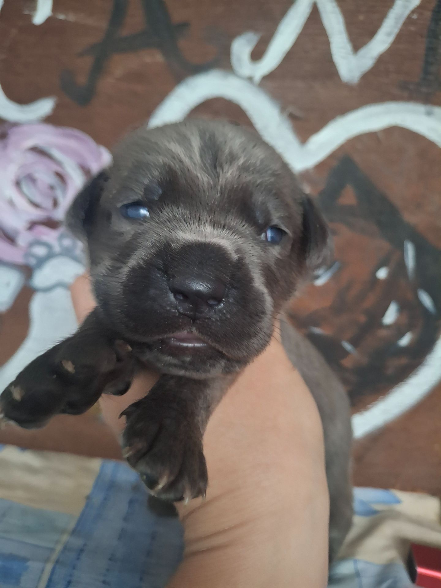 Щенки Кане Корсо