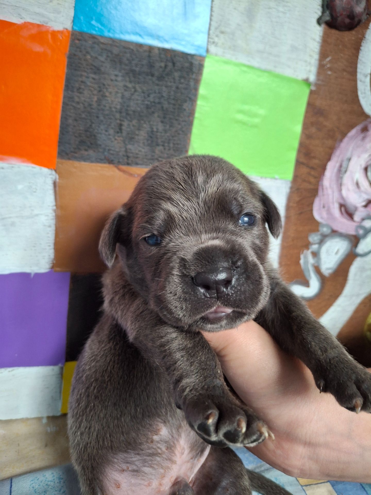 Щенки Кане Корсо