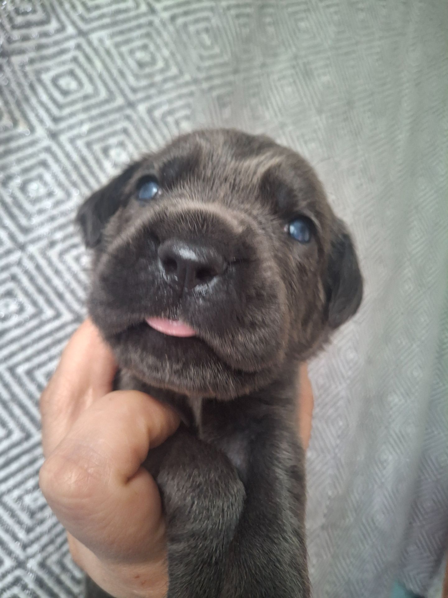 Щенки Кане Корсо