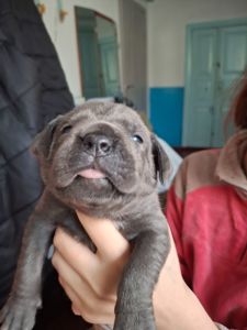 Щенки Кане Корсо