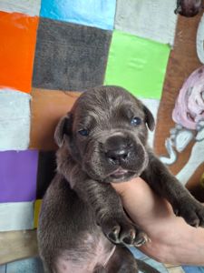 Щенки Кане Корсо