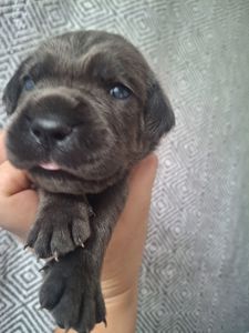 Щенки Кане Корсо