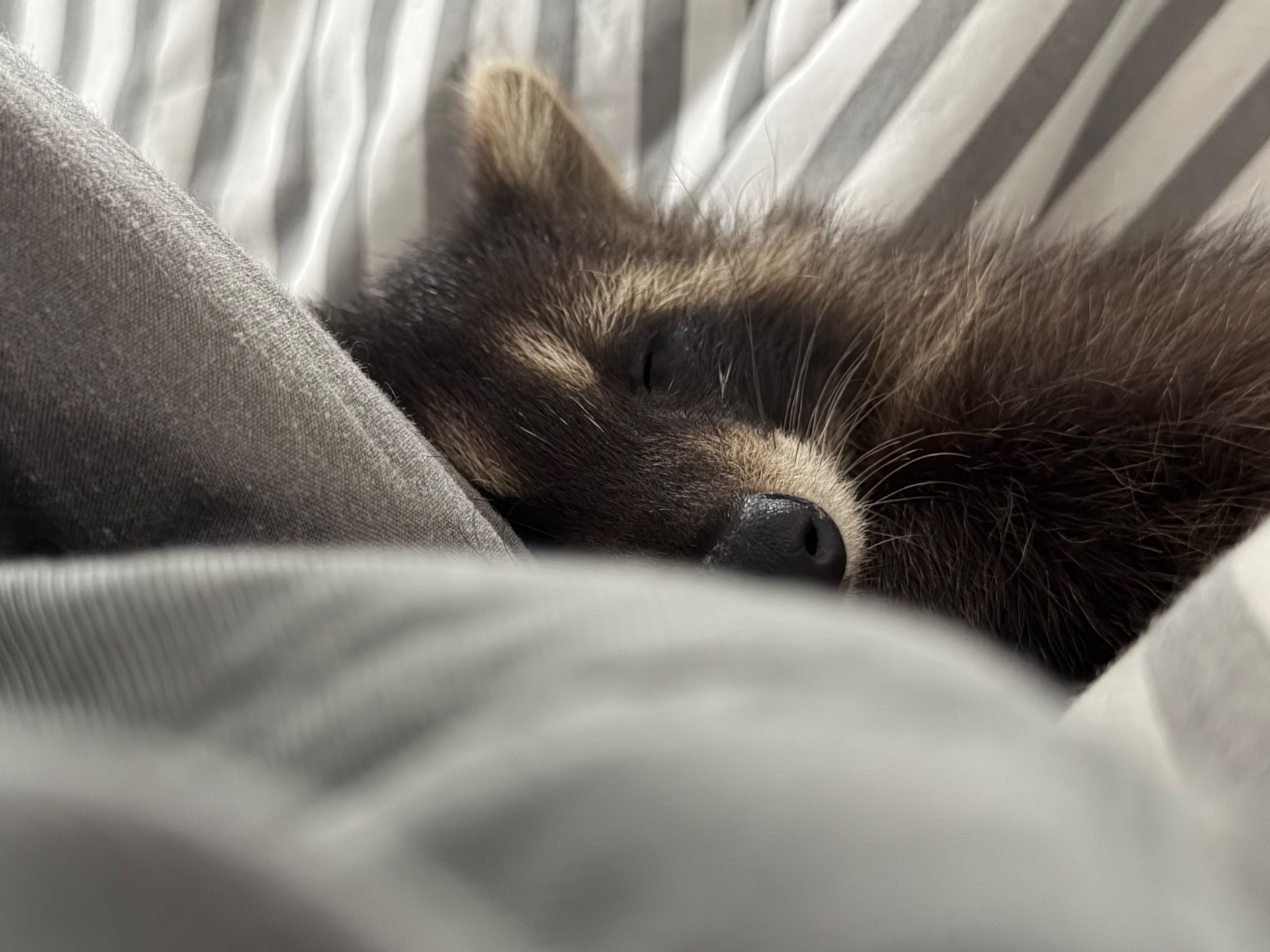 Єнот полоскун