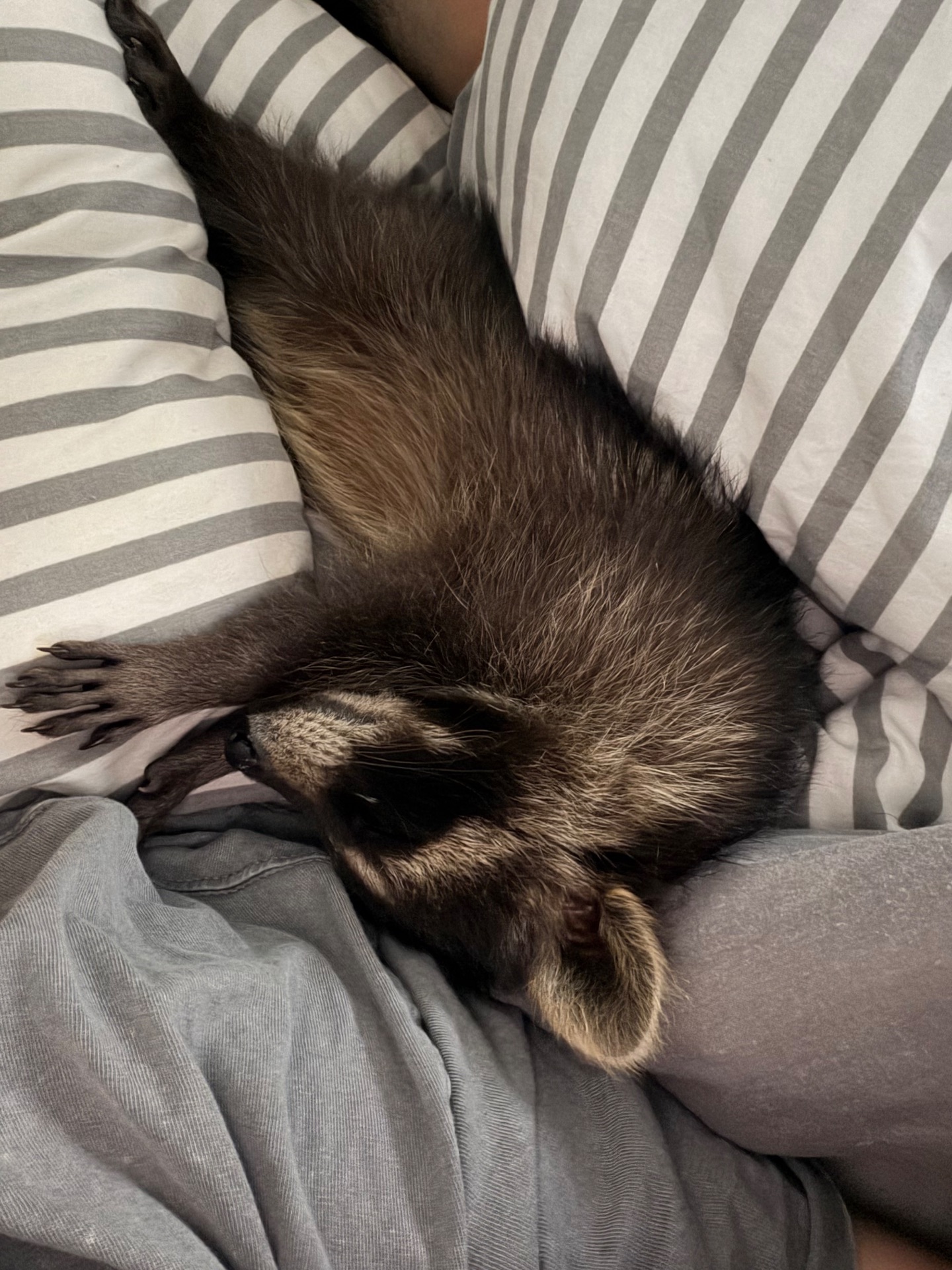 Єнот полоскун