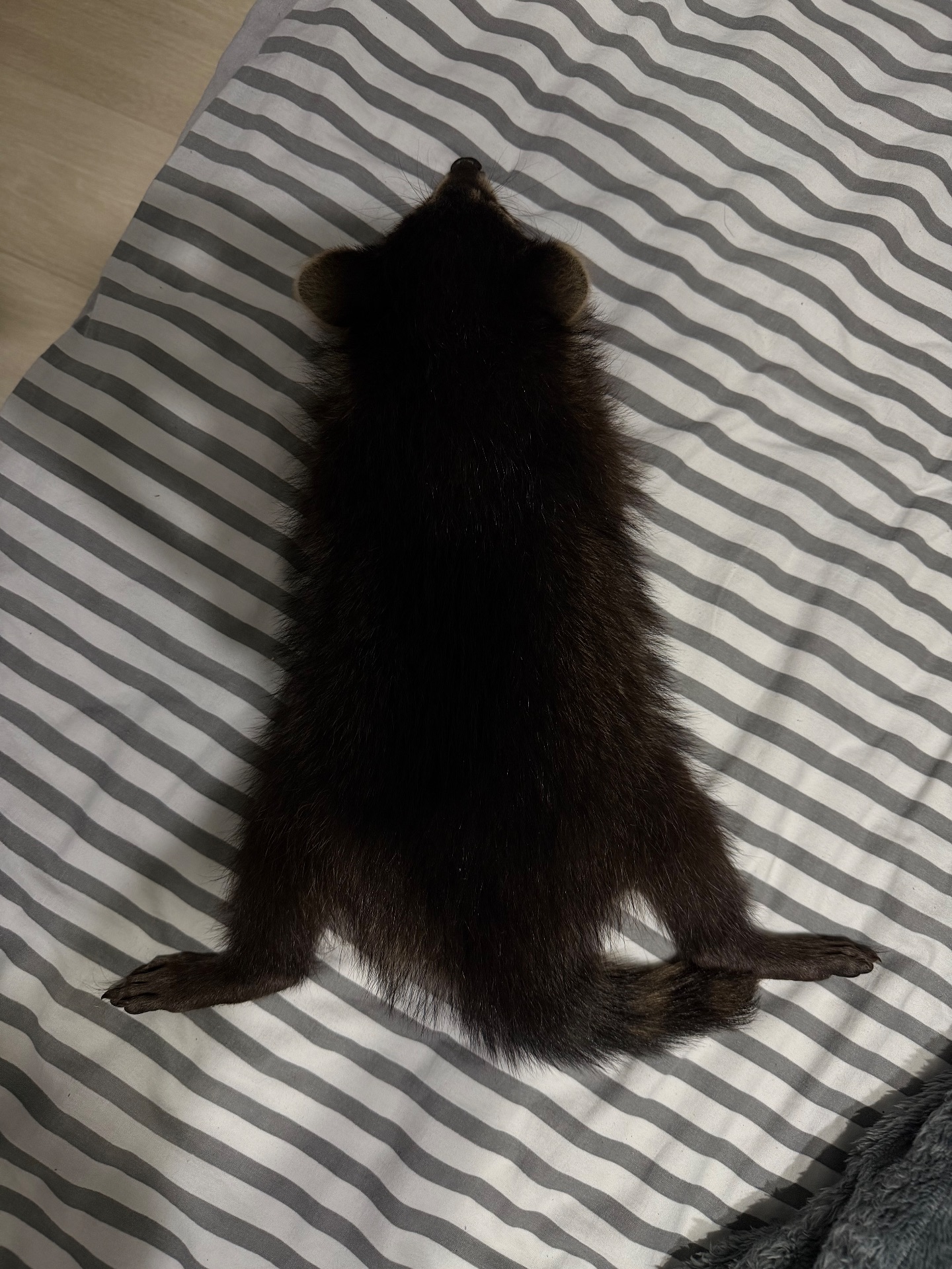 Єнот полоскун