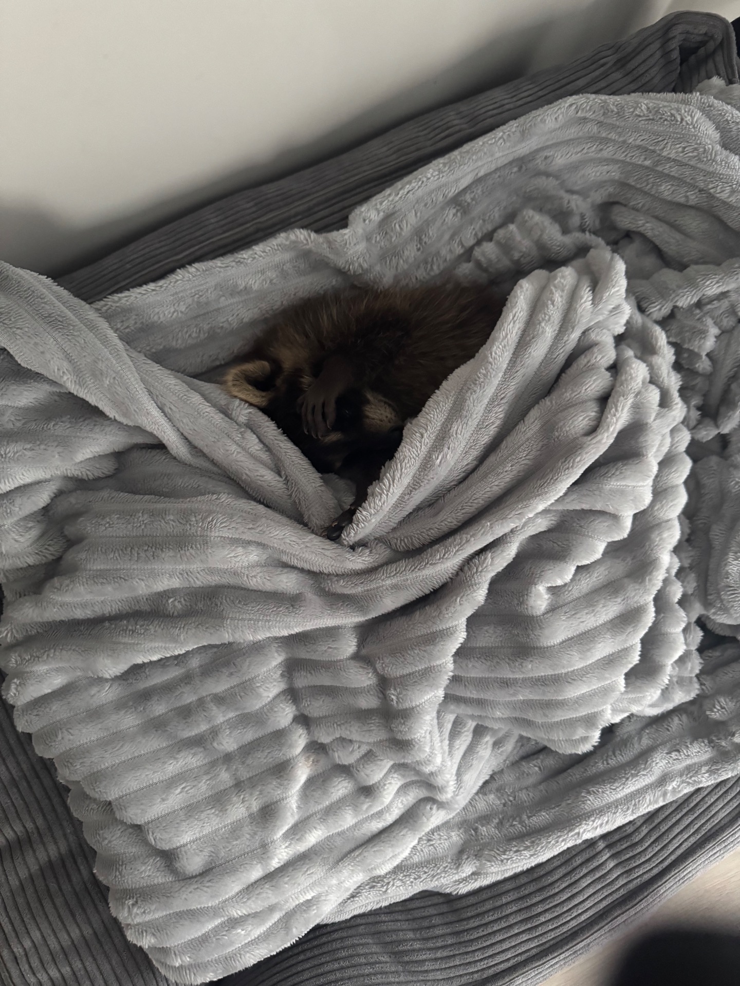 Єнот полоскун