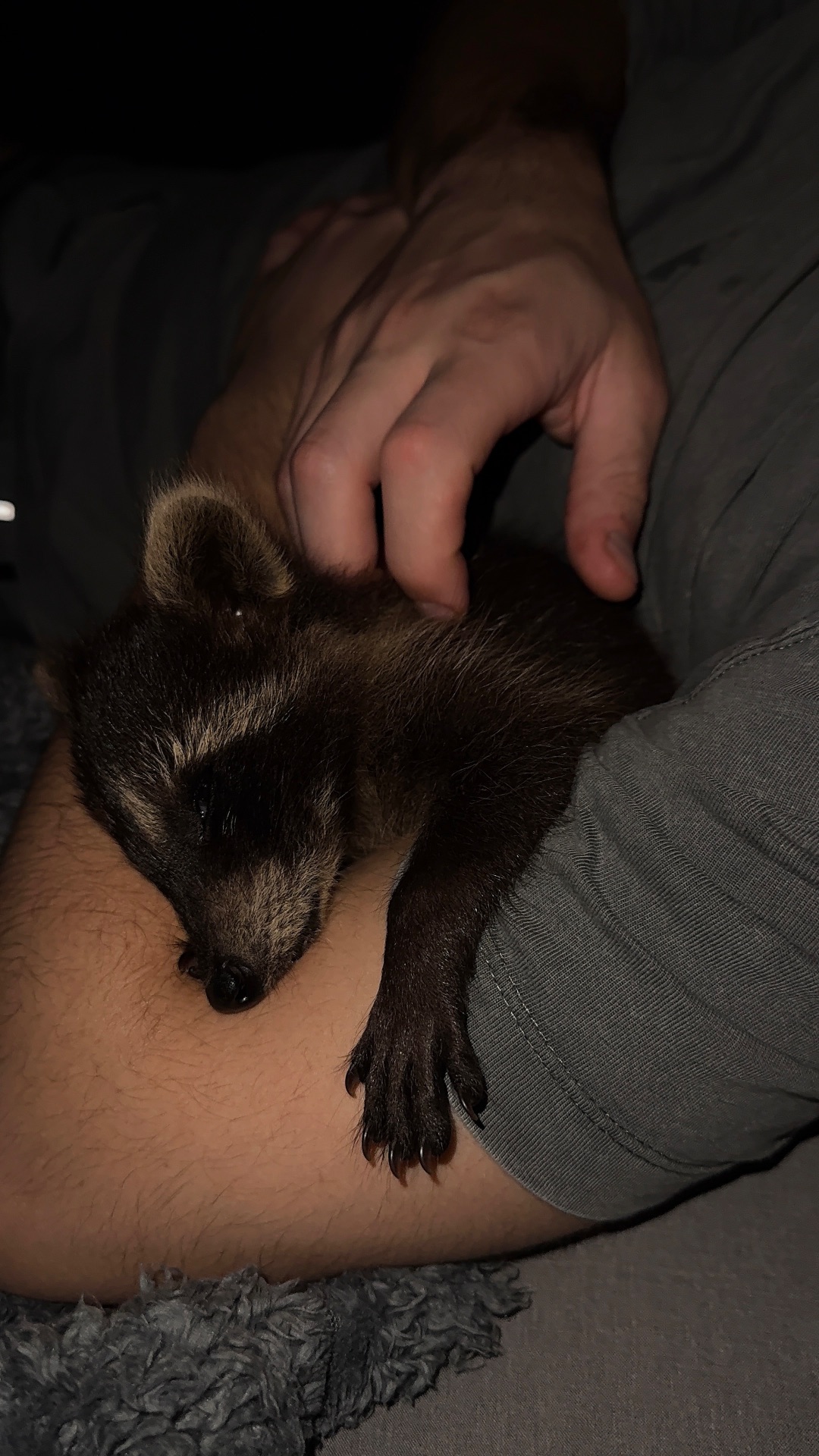 Єнот полоскун