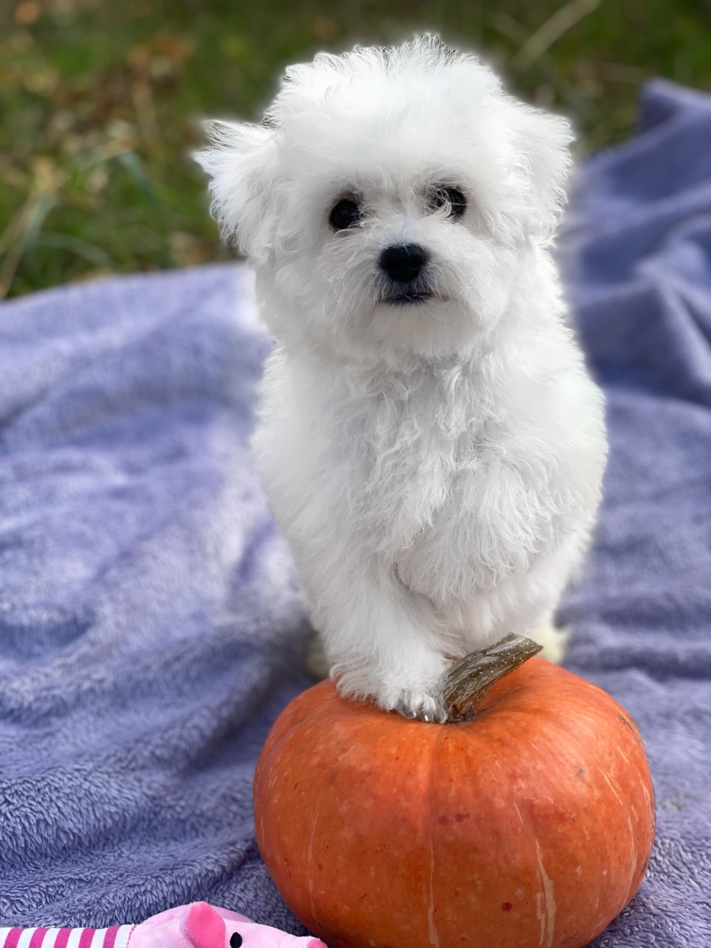 Дівчинка бішон фрізе