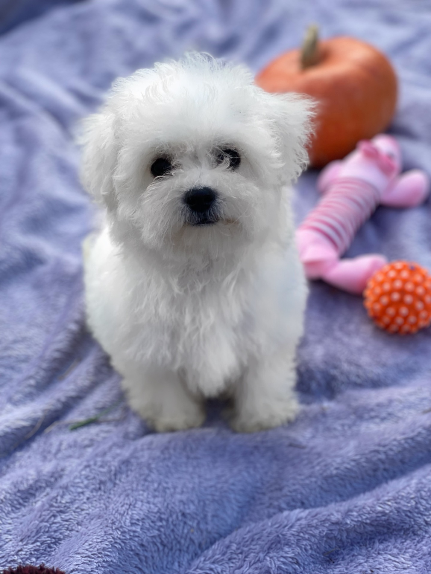 Дівчинка бішон фрізе