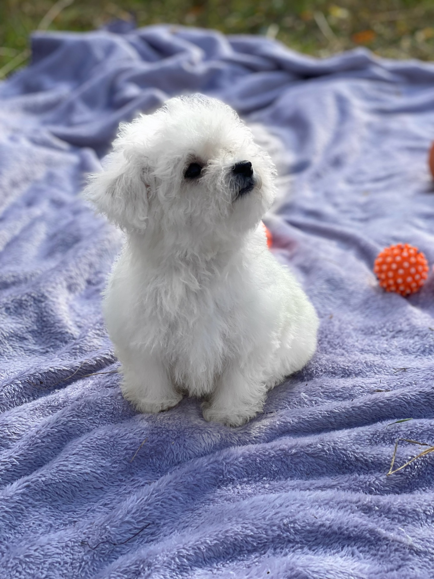 Дівчинка бішон фрізе