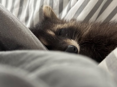 Єнот полоскун