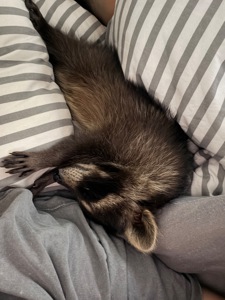 Єнот полоскун