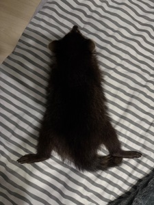 Єнот полоскун