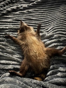 Єнот полоскун