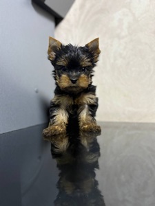 Міні йорк дівчинка