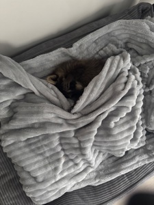 Єнот полоскун