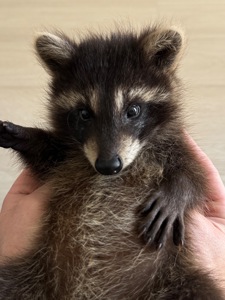 Єнот полоскун