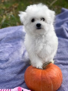 Дівчинка бішон фрізе