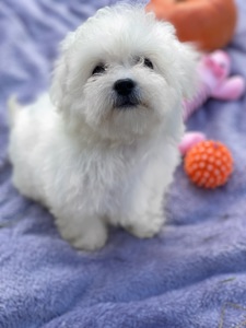 Дівчинка бішон фрізе