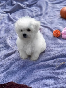 Дівчинка бішон фрізе