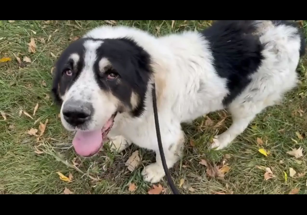 Алабай Цезар, 5 років