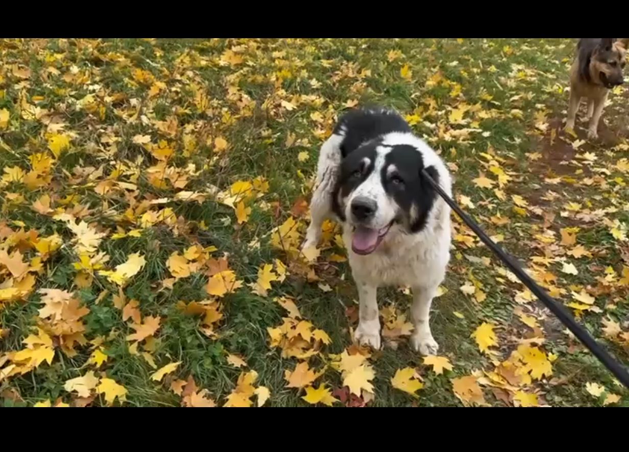 Алабай Цезар, 5 років