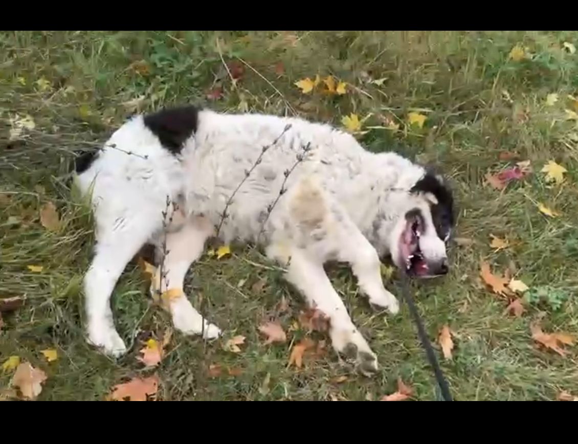 Алабай Цезар, 5 років