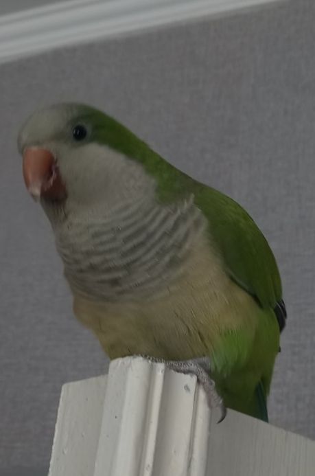 Ласковые птенчики попугая монаха