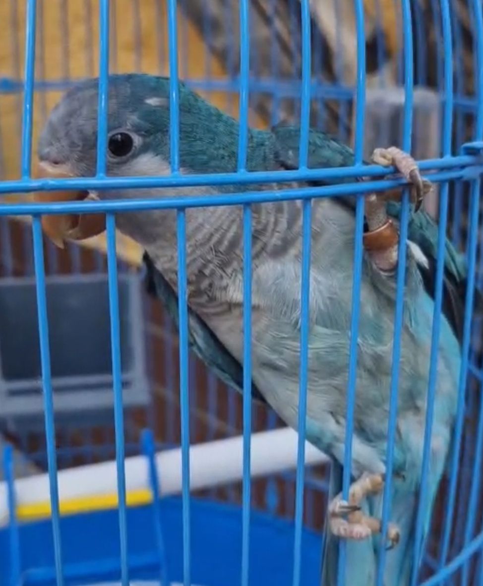 Ласковые птенчики попугая монаха