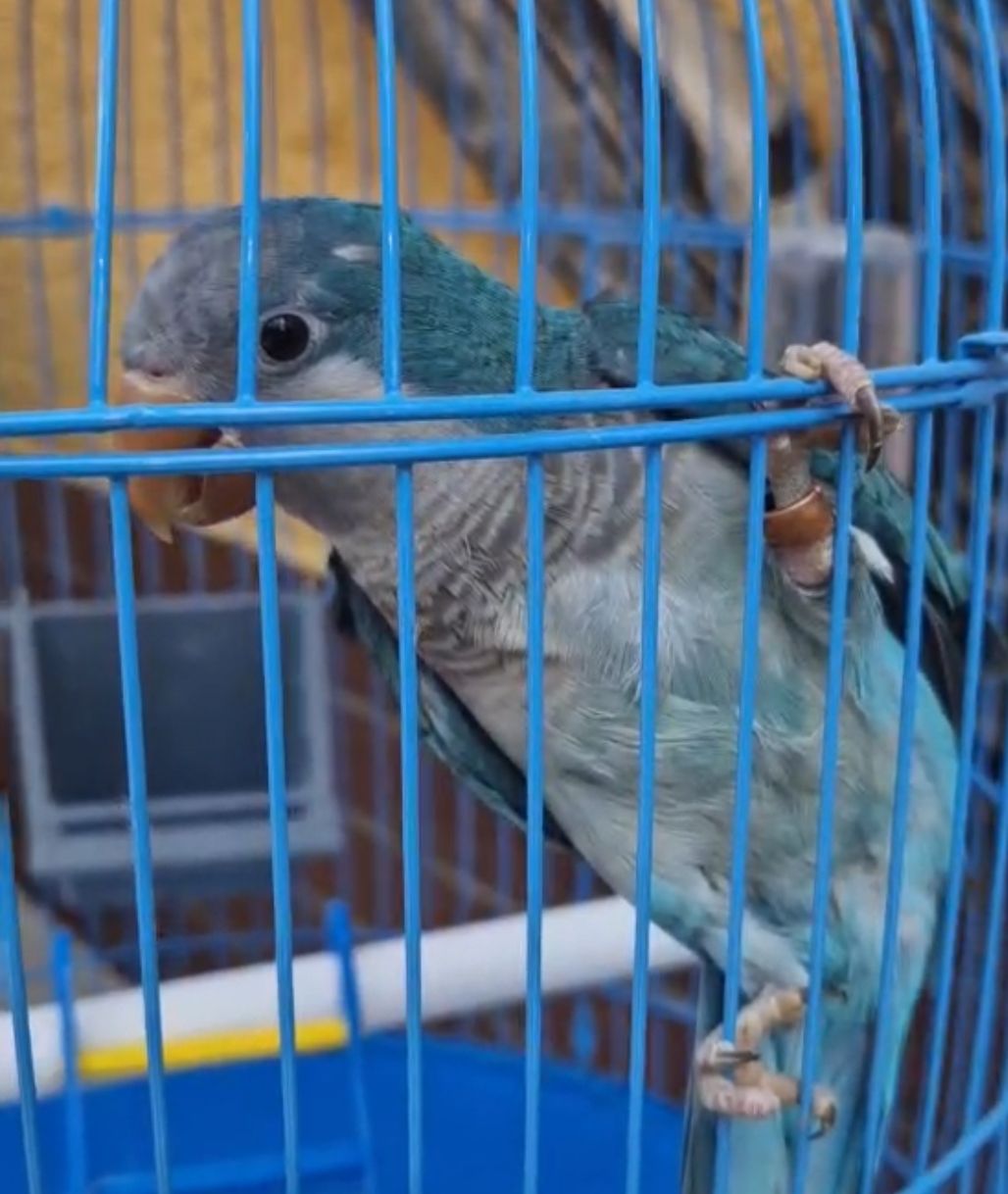 Ласковые птенчики попугая монаха