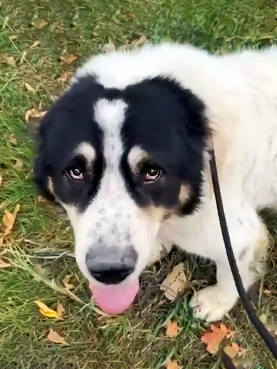 Алабай Цезар, 5 років