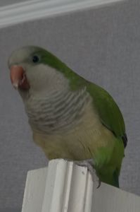 Ласковые птенчики попугая монаха