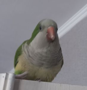 Ласковые птенчики попугая монаха