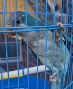 Ласковые птенчики попугая монаха