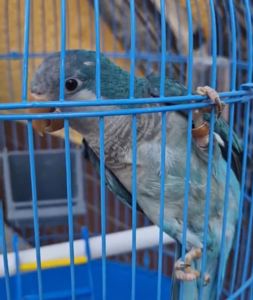 Ласковые птенчики попугая монаха