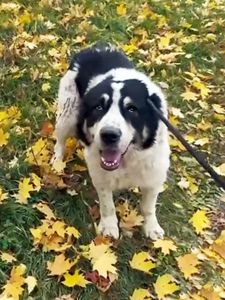 Алабай Цезар, 5 років