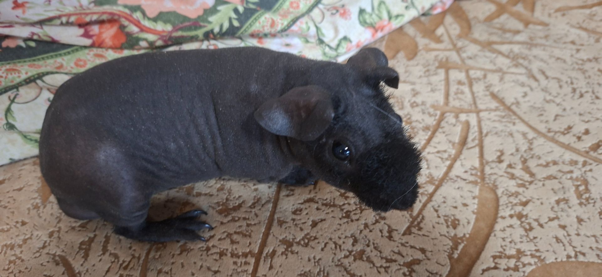 Морська свинка скинни