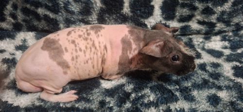 Морська свинка скинни