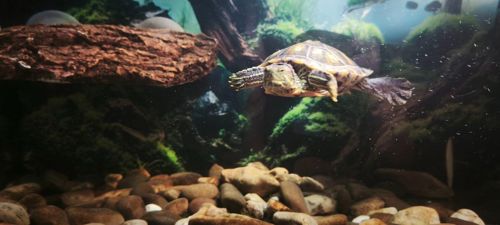 Червоновуха черепаха 9см (Є варіант разом с акватерарріумом у повному комплекті)