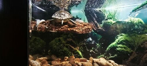 Земноводна черепаха 9см (Есть вариант вместе с акватерарриумом в полном комплекте)