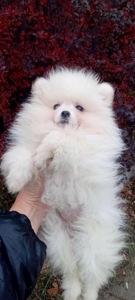 Мини Померашка Анабель 500 евро