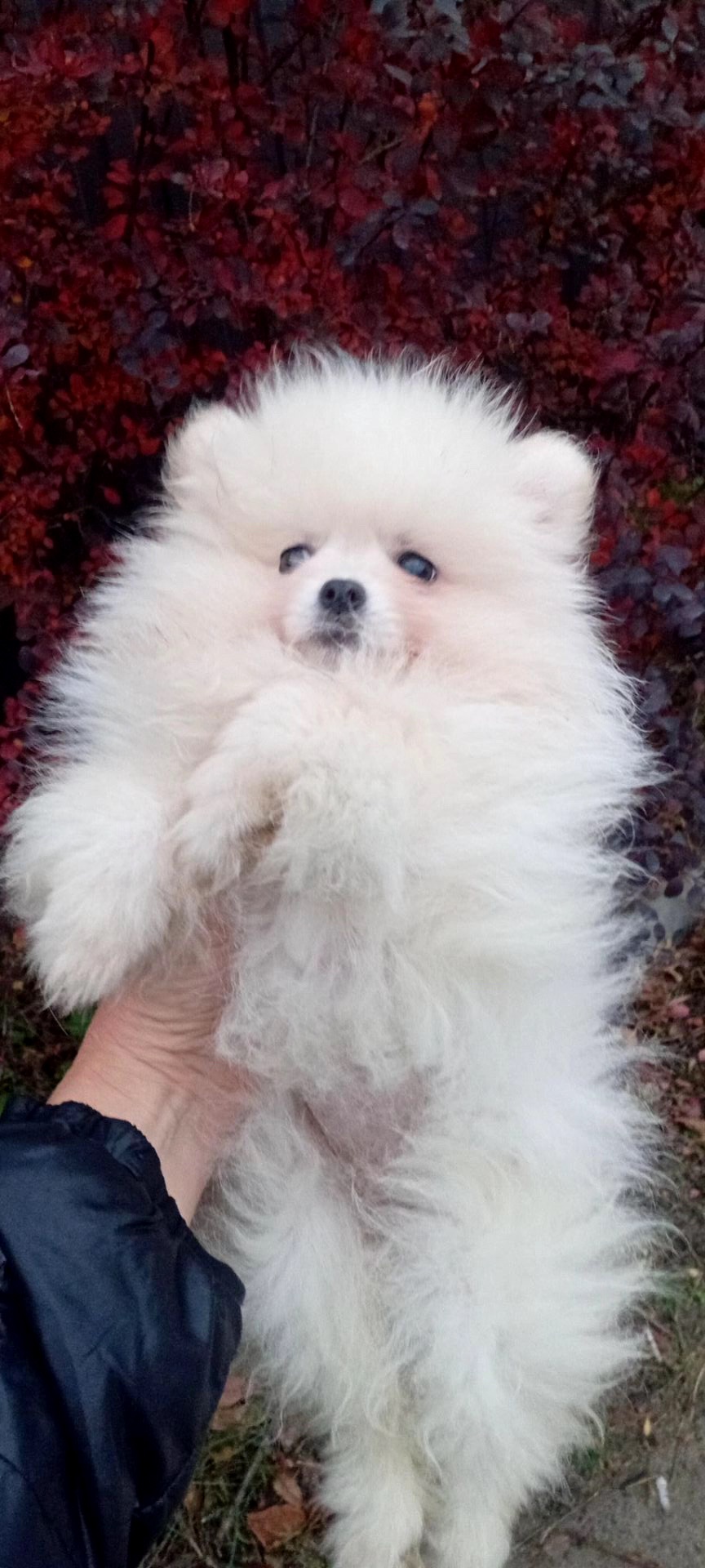 Мини Померашка Анабель 500 евро