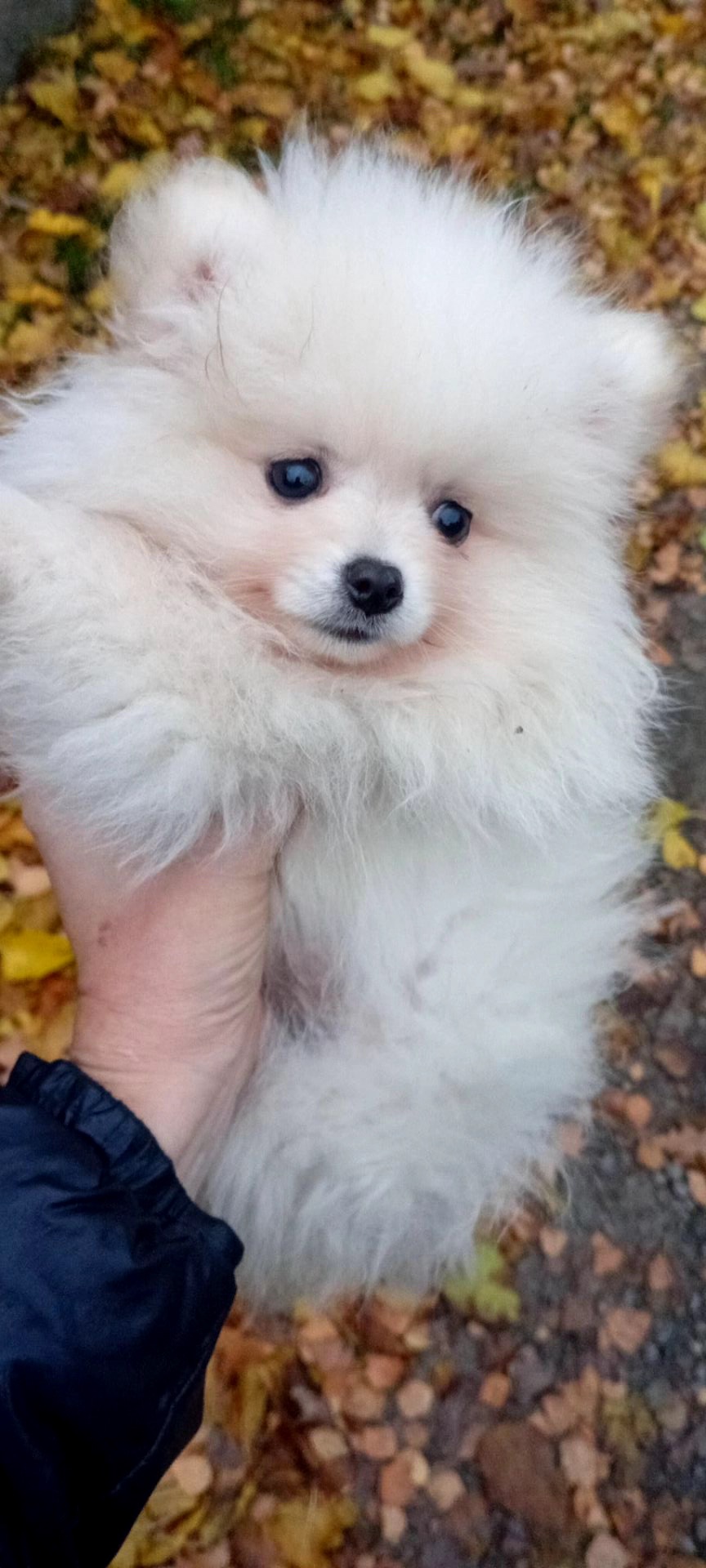 Мини Померашка Анабель 500 евро