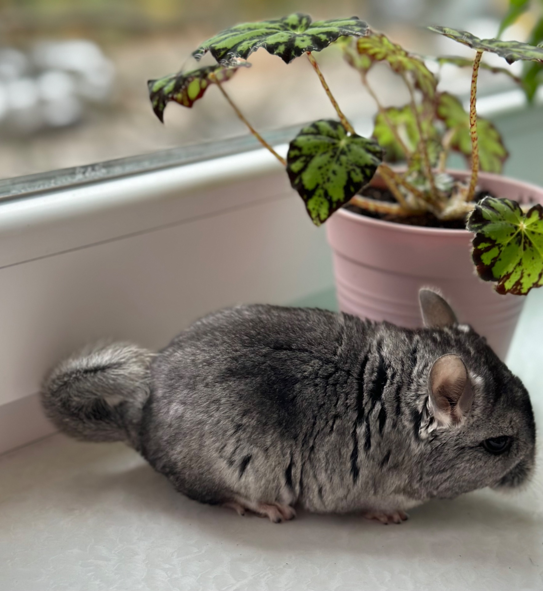 Шиншила шиншили шушики