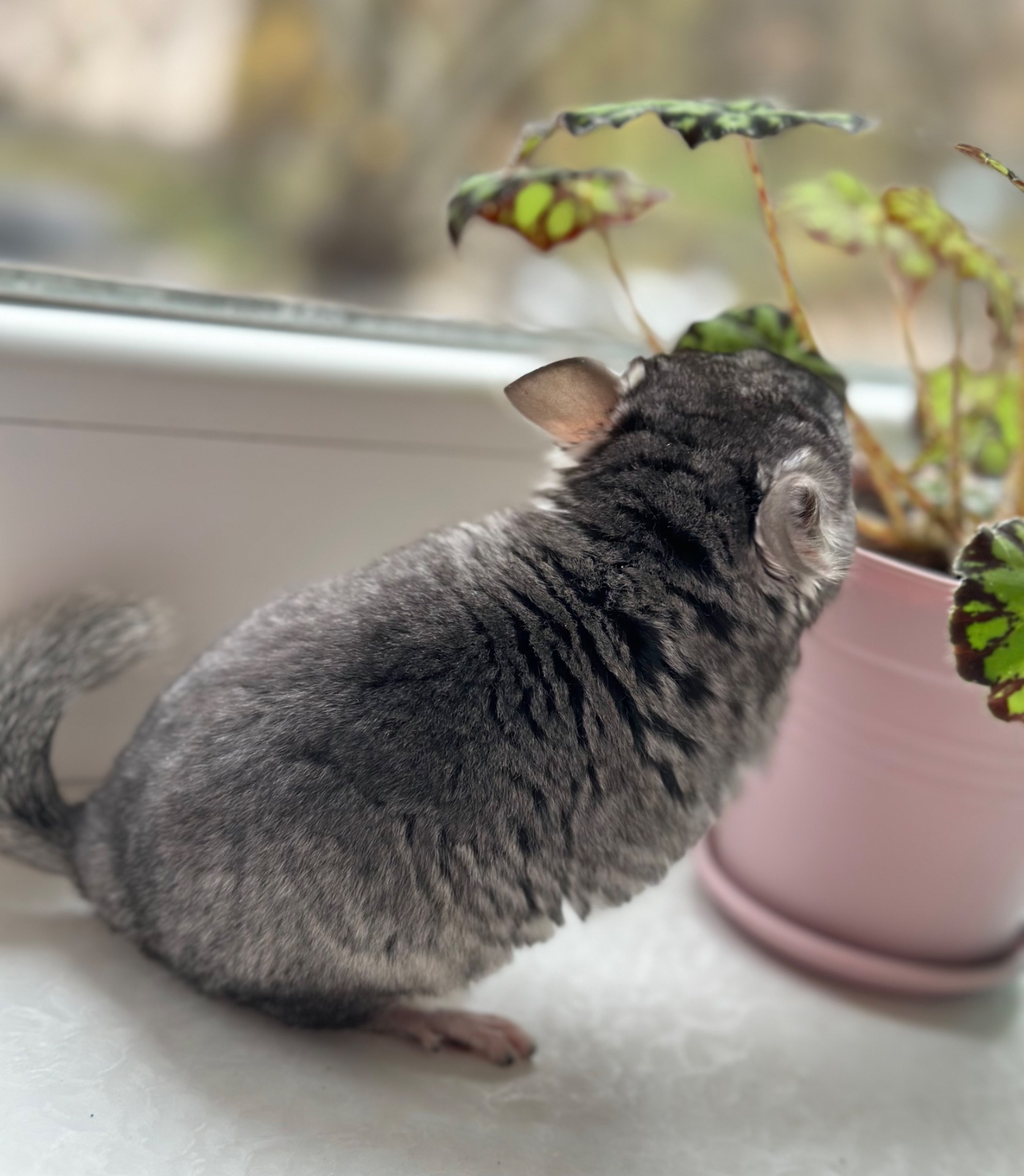 Шиншила шиншили шушики