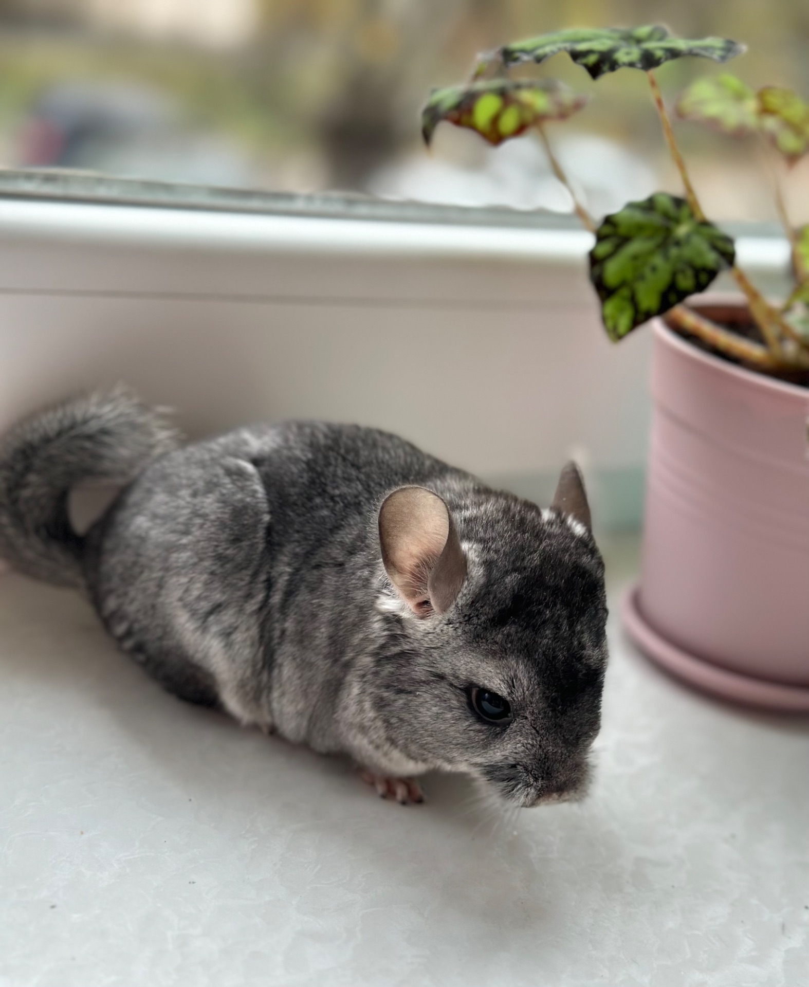 Шиншила шиншили шушики