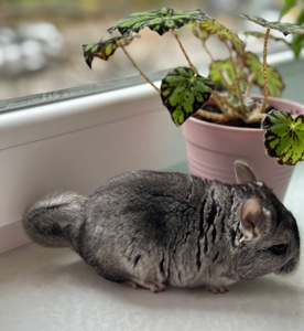 Шиншила шиншили шушики