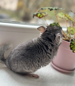 Шиншила шиншили шушики