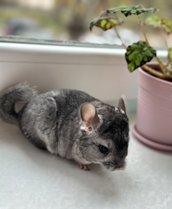 Шиншила шиншили шушики